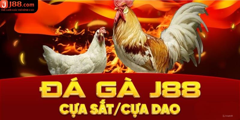 Đá gà J88