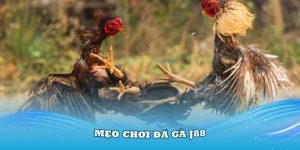 mẹo chơi đá gà J88