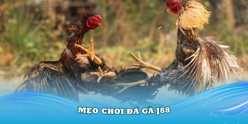 mẹo chơi đá gà J88