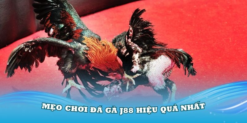 mẹo chơi đá gà J88