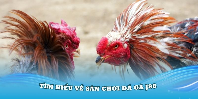 mẹo chơi đá gà J88